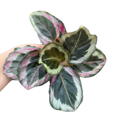 4" Calathea Shinestar